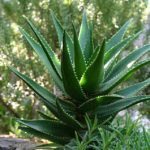 aloe-vera