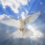 A dove in the sky