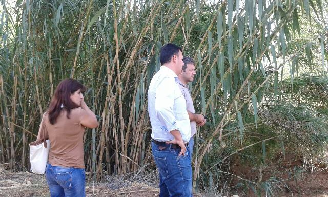 αυτοψια -ρεματα