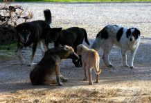 Η Δημοτική Αρχή από το πολύ ενδιαφέρον ξέχασε τα αδέσποτα ζώα;;;