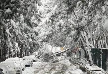 “Νέα Αρχή”: Τα δέντρα πεθαίνουν όρθια