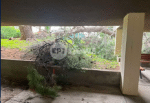 Πεύκο 25 μέτρων έπεσε στην Αγία Παρασκευή λόγω των θυελλωδών ανέμων – «Νομίσαμε ότι έγινε σεισμός»