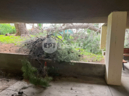 Πεύκο 25 μέτρων έπεσε στην Αγία Παρασκευή λόγω των θυελλωδών ανέμων – «Νομίσαμε ότι έγινε σεισμός»